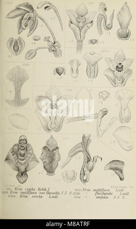 *Die Orchideen von Java* (1905) is a comprehensive study of the orchids ...