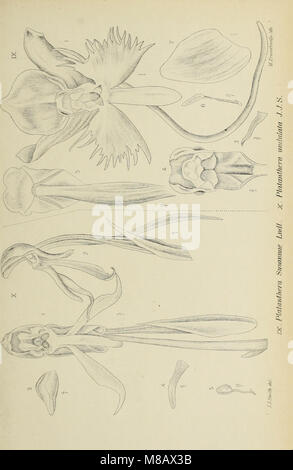 This 1905 work 'Die Orchideen von Java' provides a comprehensive study ...