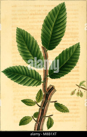 Histoire des arbres forestiers de l'Amérique septentrionale, considérés principalement sous les rapports de leur usages dans les arts et de leur introduction dans le commerce (1812) (14598126447) Stock Photo