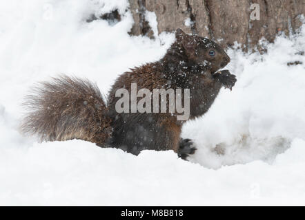 Gray Squirrel (Sciurus carolinensis), dark form, aka Black Squirrel, Winter, Michigan USA by Skip Moody/Dembinsky Photo Assoc Stock Photo