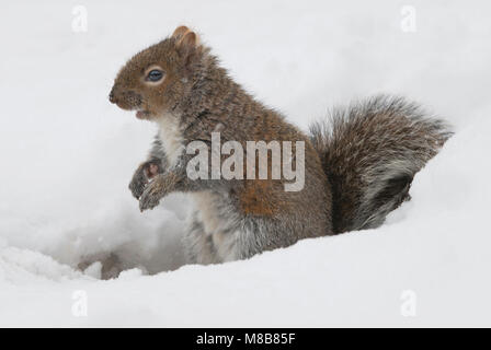 Gray Squirrel (Sciurus carolinensis), Winter, Michigan USA by Skip Moody/Dembinsky Photo Assoc Stock Photo