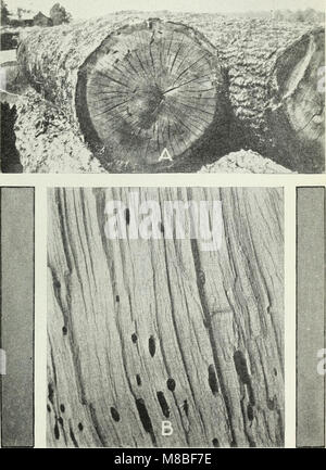 Defects in timber caused by insects (1490) (20225412223) Stock Photo