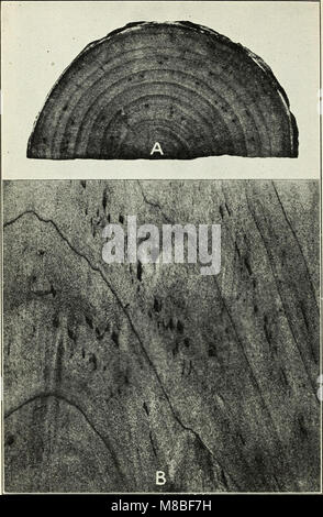 Defects in timber caused by insects (1490) (20659754819) Stock Photo