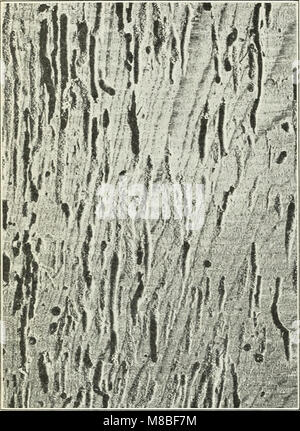 Defects in timber caused by insects (1490) (20853580621) Stock Photo