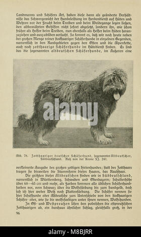 Der deutsche Schäferhund in Wort und Bild (1921) (20673716670)