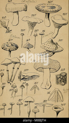 This German guide, &#39;Der Führer in die Pflanzenwelt,&#39; helps readers identify and classify the ...