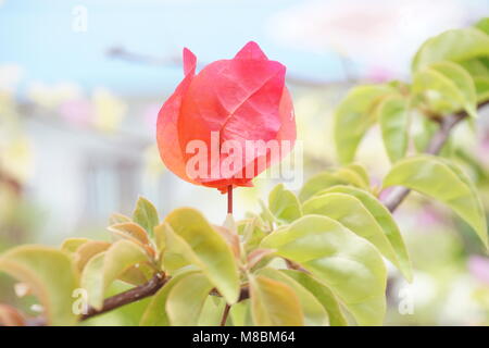 Beautiful red bougenville in my garden. Stock Photo