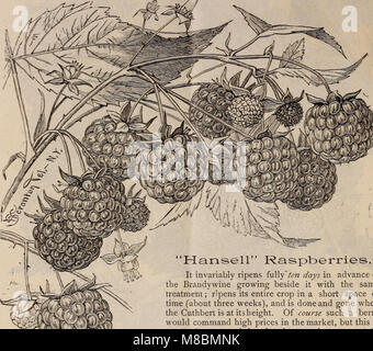 Descriptive catalogue of grape vines and small fruits (1886) (20252426564) Stock Photo