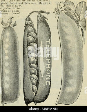 Descriptive catalogue of high grade seeds (1900) (20560805335)