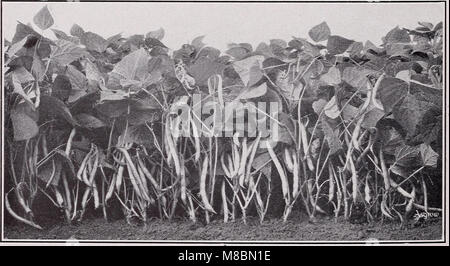 Descriptive catalog of vegetables for canning and quick freezing (1940) (20250013104) Stock Photo