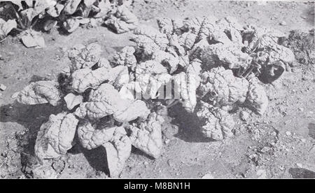 Descriptive catalog of vegetables for canning and quick freezing (1940) (20863076122) Stock Photo