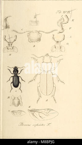 Insects In Germany Deutschlands Insecten (1805) is a work documenting the insects of ...