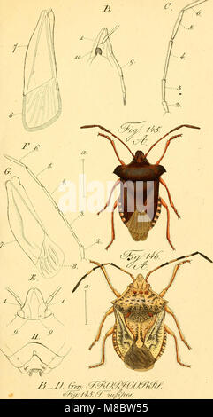 Die wanzenartigen Insecten - getreu nach der Natur abgebildet und beschrieben (1831) (20329103704) Stock Photo