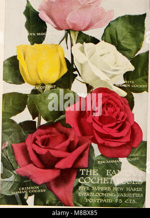 Dingee guide to rose culture - 1850 1911 (1911) (20767269418) Stock Photo