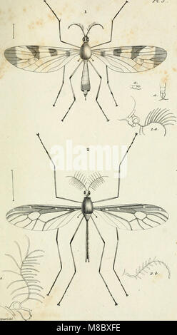 Diptères exotiques nouveaux ou peu connus (1838) (14780865564) Stock Photo