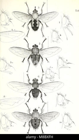 Diptères exotiques nouveaux ou peu connus (1838) (20338671723) Stock Photo