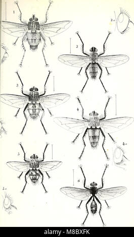 Diptères exotiques nouveaux ou peu connus (1838) (20771669590) Stock Photo