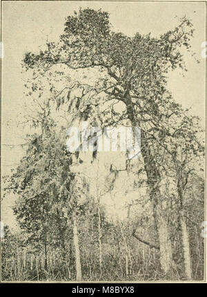 Diseases of deciduous forest trees (1909) (20966908005)