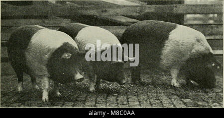 Diseases of swine, with particluar reference to hog-cholera (1914) (14595621608) Stock Photo