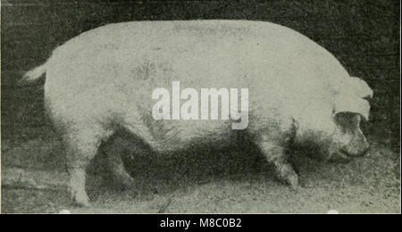 Diseases of swine, with particluar reference to hog-cholera (1914) (14779887824) Stock Photo