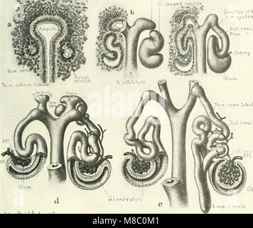 Diseases of the kidneys, ureters and bladder, with special reference to the diseases of women (1922) (14579350537) Stock Photo