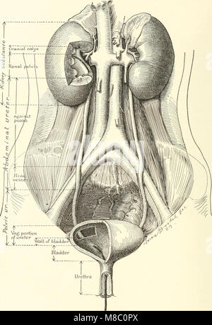 Diseases of the kidneys, ureters and bladder, with special reference to the diseases of women (1922) (14785704153) Stock Photo