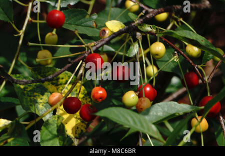 Coffee beans ripening on tree Stock Photo