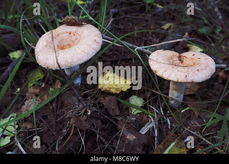 Mushrooms. is rich in mushrooms. Mushrooms are of different types Stock Photo