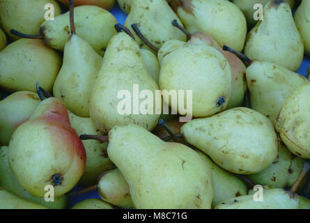 Healthy Organic Pears in the Basket. Stock Photo