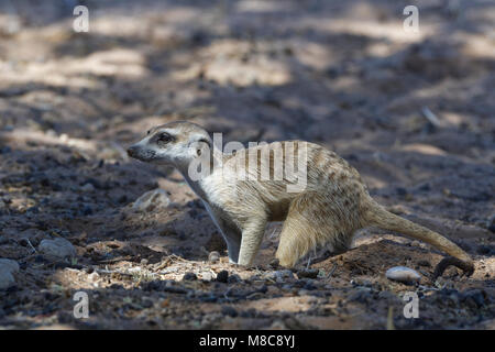 Meerkat (Suricata suricatta), adult male on all fours, looking out from a hole, in the shade, Kgalagadi Transfrontier Park, Northern Cape,South Africa Stock Photo