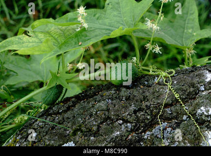 Fruits of squirting cucumber plants (Ecballium elaterium) on a background of green leaves. Stock Photo