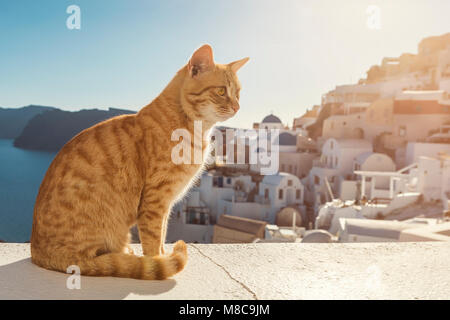 Ginger Cat Enjoying Warm Sun Stock Photo