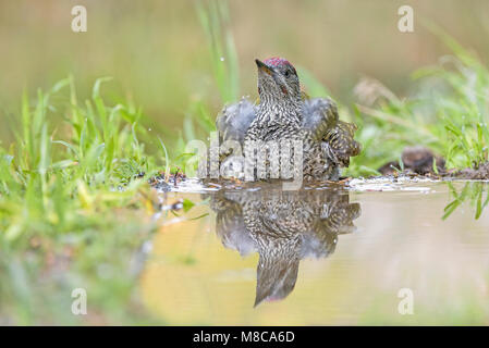 Immature Green Woodpecker at a drinking station Stock Photo