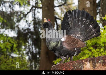 Western Capercaillie (Tetrao urogallus) male in courtship Stock Photo