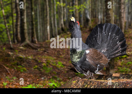Western Capercaillie (Tetrao urogallus) male in courtship Stock Photo
