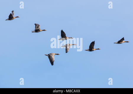 V shaped flock of greater white-fronted geese flying over the marshland near Mechelen Stock Photo