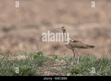 Little Whimbrel during spring migration in China Stock Photo