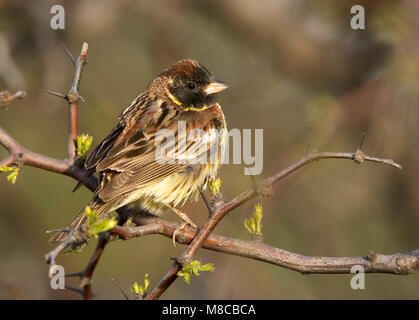 Migrant during spring migration on Happy Island, China. Stock Photo
