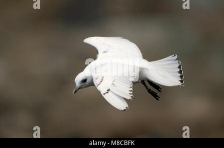 Immature Ivory Gull, rare vagrant to western Europe Stock Photo