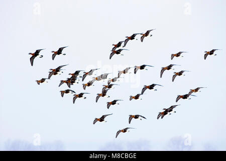 Grote groep Roodhalsganzen overwinterent in Bulgarije; Flock of Red-breasted Geese (Branta ruficollis) wintering in Bulgaria Stock Photo
