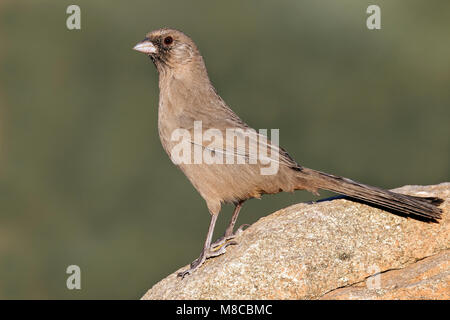 Adult Maricopa Co., AZ October 2012 Stock Photo