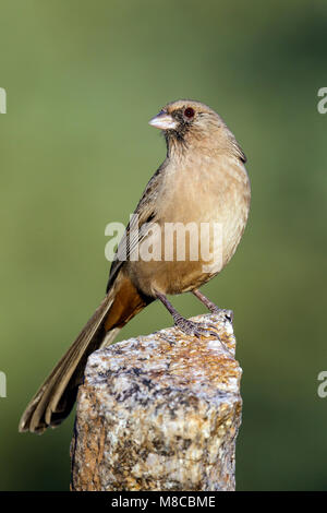 Adult Maricopa Co., AZ October 2012 Stock Photo