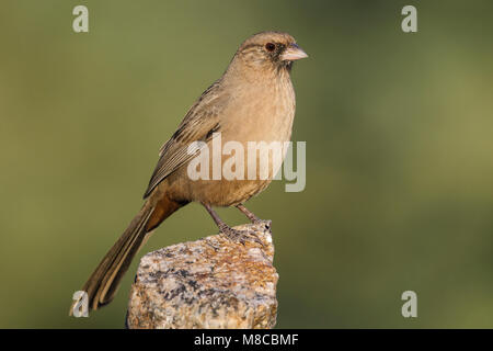 Adult Maricopa Co., AZ October 2012 Stock Photo