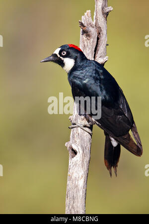 Adult female Pima Co., AZ May 2011 Stock Photo