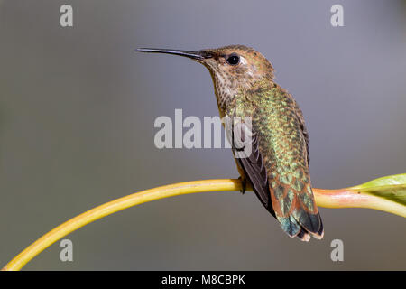 Adult female Los Angeles Co., CA June 2012 Stock Photo