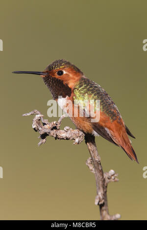 Adult male Los Angeles Co., CA January 2013 Stock Photo