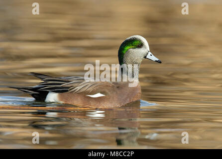 Adult male Bernalillo Co., NM December 2014 Stock Photo