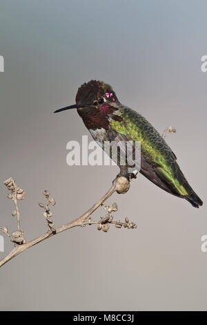 Adult male  Orange Co., CA  January 2010 Stock Photo