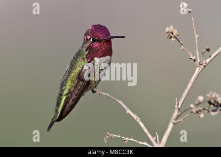 Adult male  Orange Co., CA  January 2010 Stock Photo