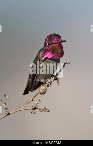 Adult male  Orange Co., CA  January 2010 Stock Photo